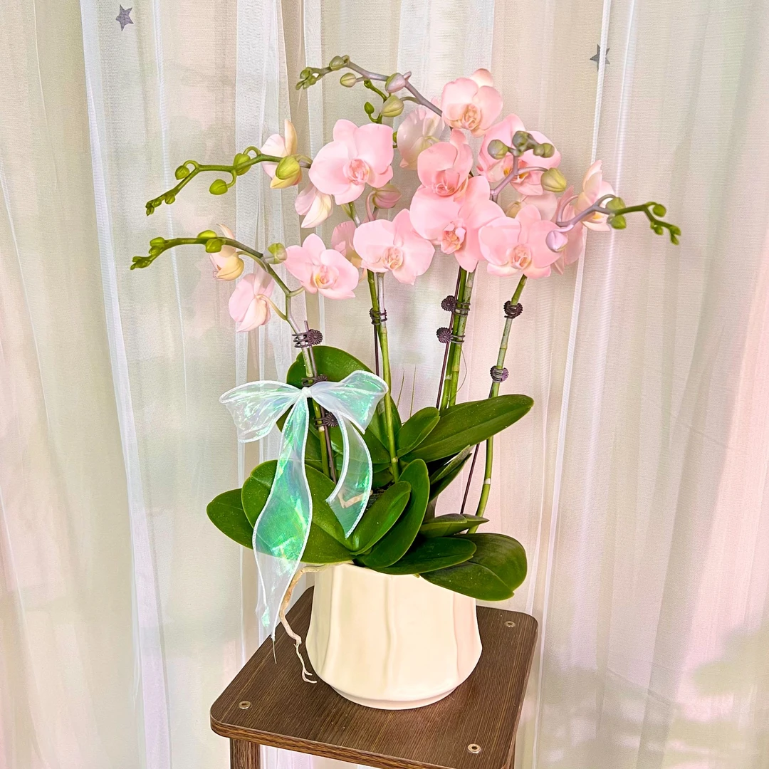 【荣华】火烈鸟蝴蝶兰 植物提取染色工艺  客厅卧室美观带花带花苞