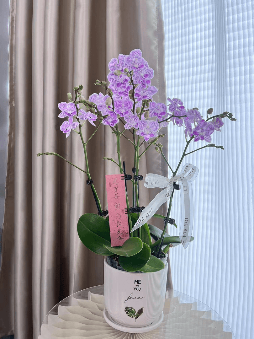 【小仙女】精品蝴蝶兰 粉色花瓣基地批发客厅卧室美观养活欧品 开花