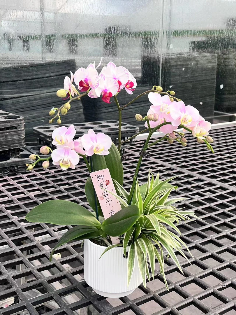 国色天香 精品蝴蝶兰 艺术组盆  室内精品观赏花卉组盆