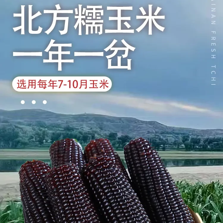【坏果包赔】东北黑糯玉米220g*8根 （一箱8根）3.5-4斤左右