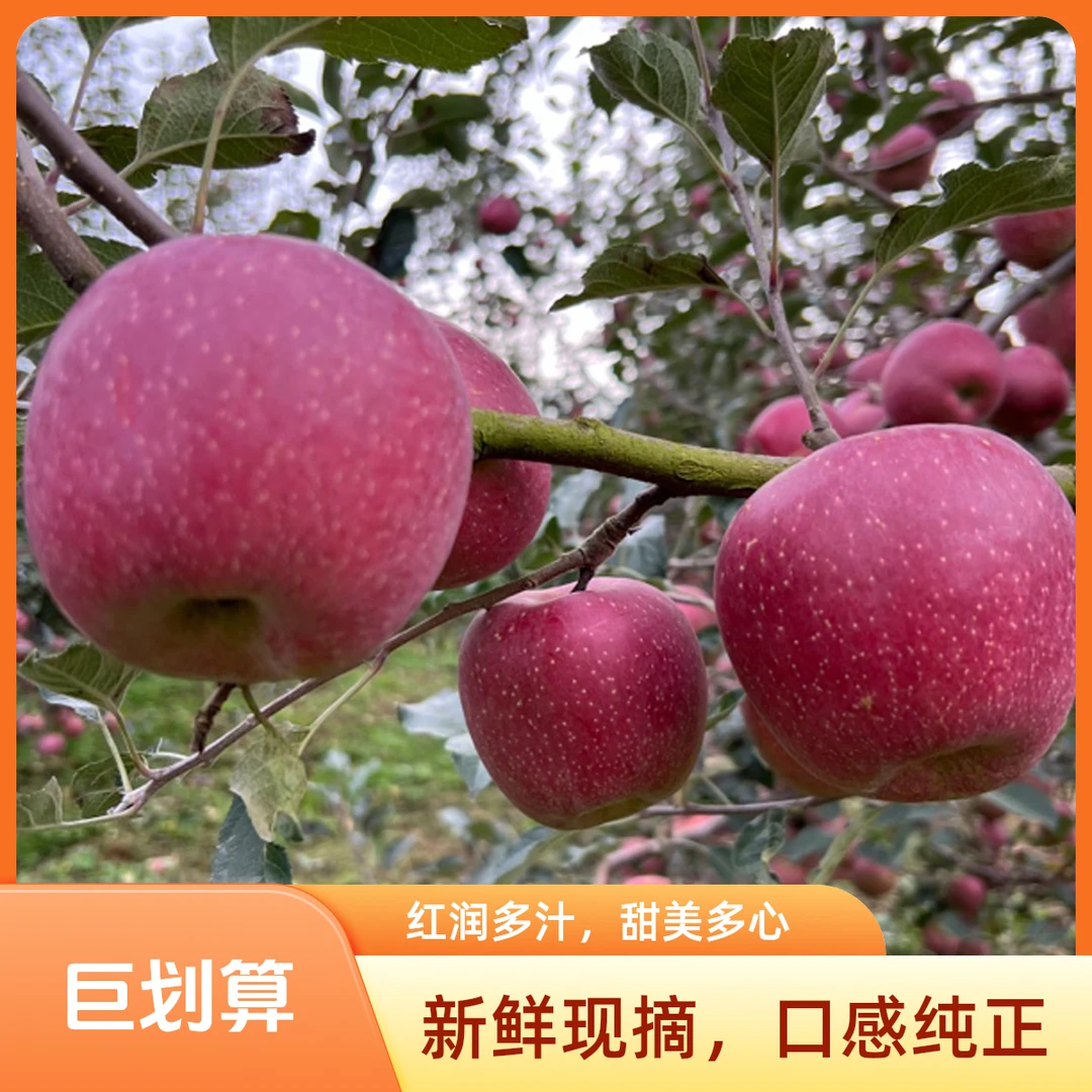 昭通糖心丑苹果红富士