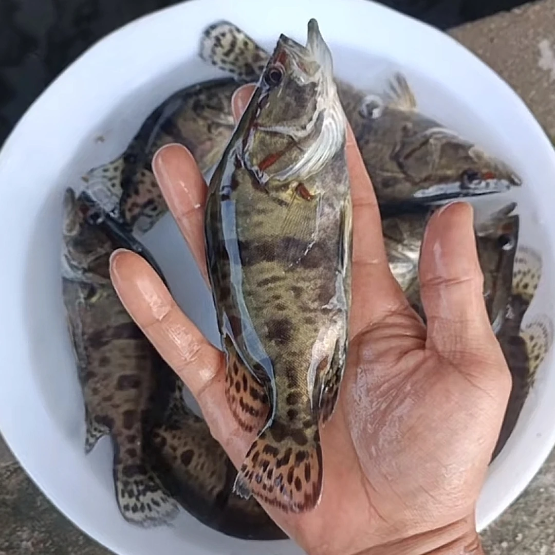 大规格桂鱼 鳜鱼 翘嘴桂 鳜鱼 红纹斑桂食用
