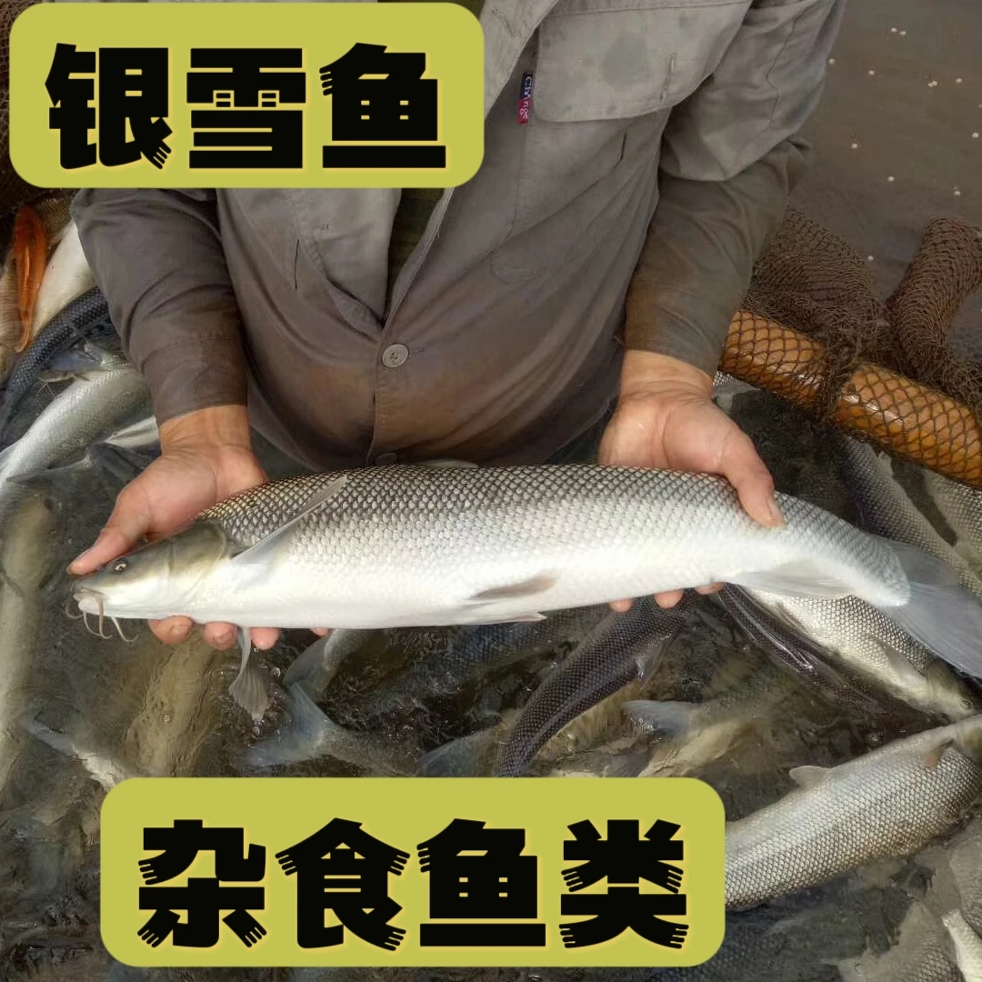 银鳕鱼大鳞鲃鱼可食用鱼塘养殖鱼广州发货包邮到家