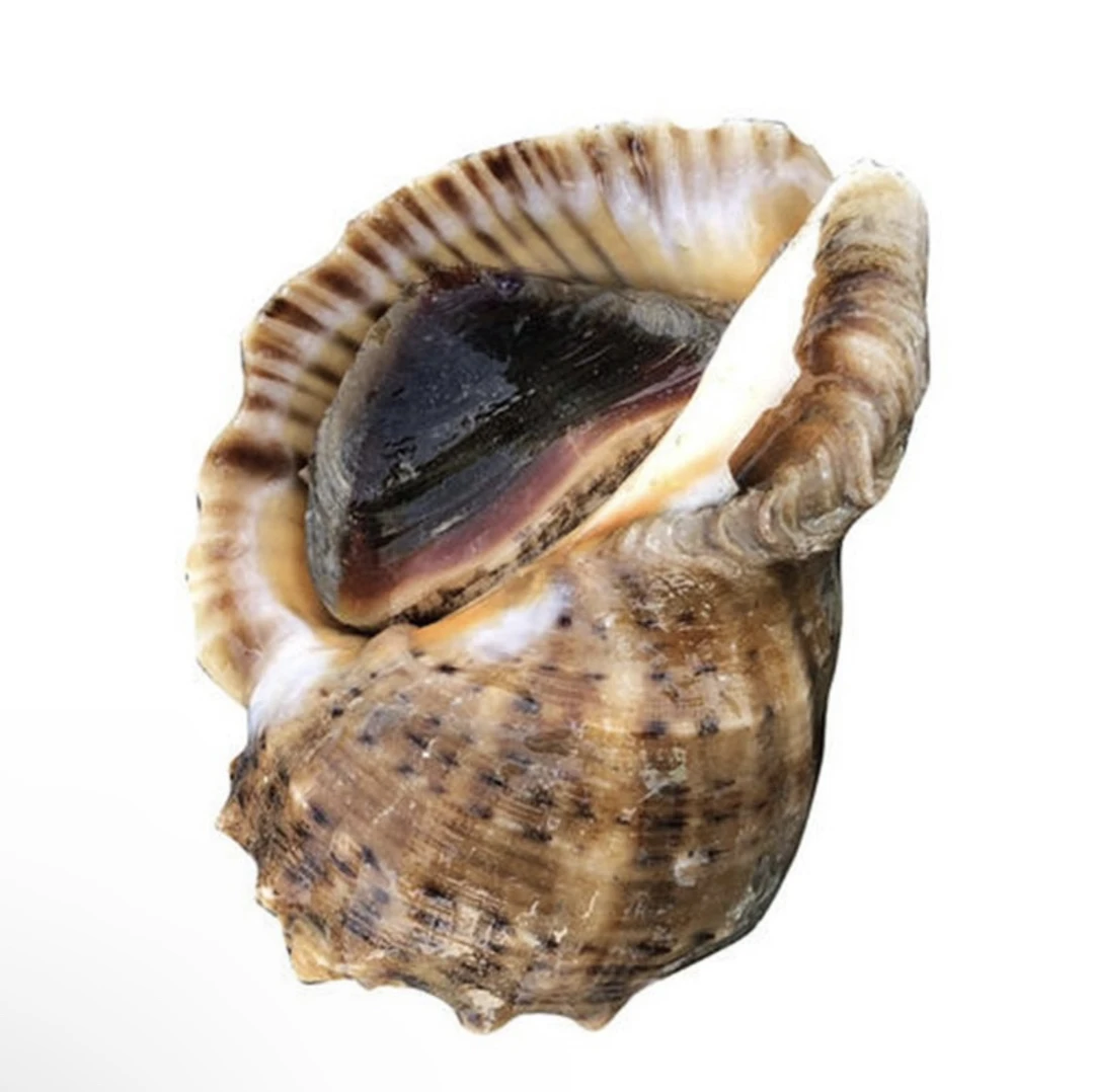 鲜活海螺 约500g/份