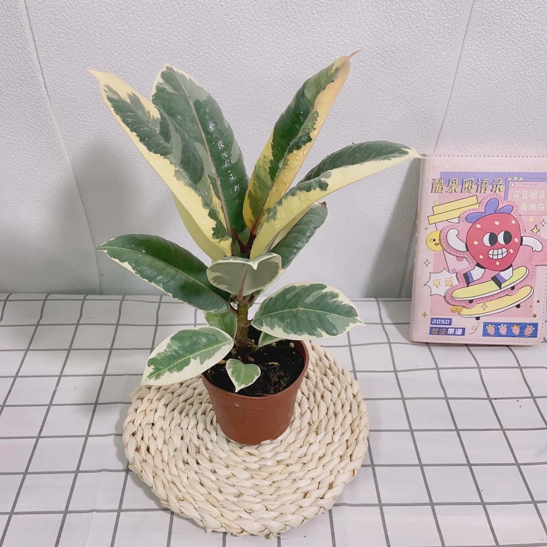 花叶橡皮树黑金刚盆栽室内绿植净化