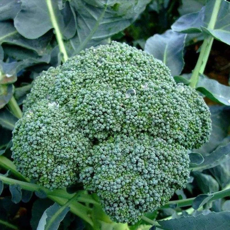 籽种拍三送一花菜种子/松花菜/西蓝花/紫椰花菜家庭种植蔬菜种子