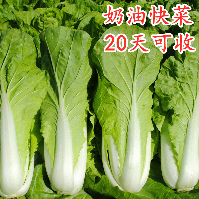 籽种拍三送一奶油快菜种子/奶油小白菜种籽青菜四季速生蔬菜种籽