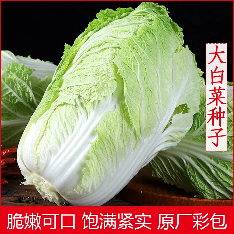 拍三送一大白菜大全娃娃菜鸡蛋黄大白菜福禄双星天津绿种子