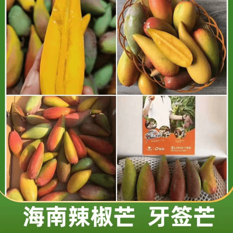 当季海南辣椒芒树上熟辣椒芒果也称牙签芒网红芒果细核芒果发顺丰