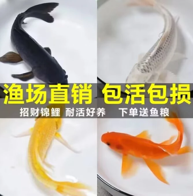 锦鲤活鱼观赏鱼纯种冷水淡水好养耐活招财纳福懒人鱼