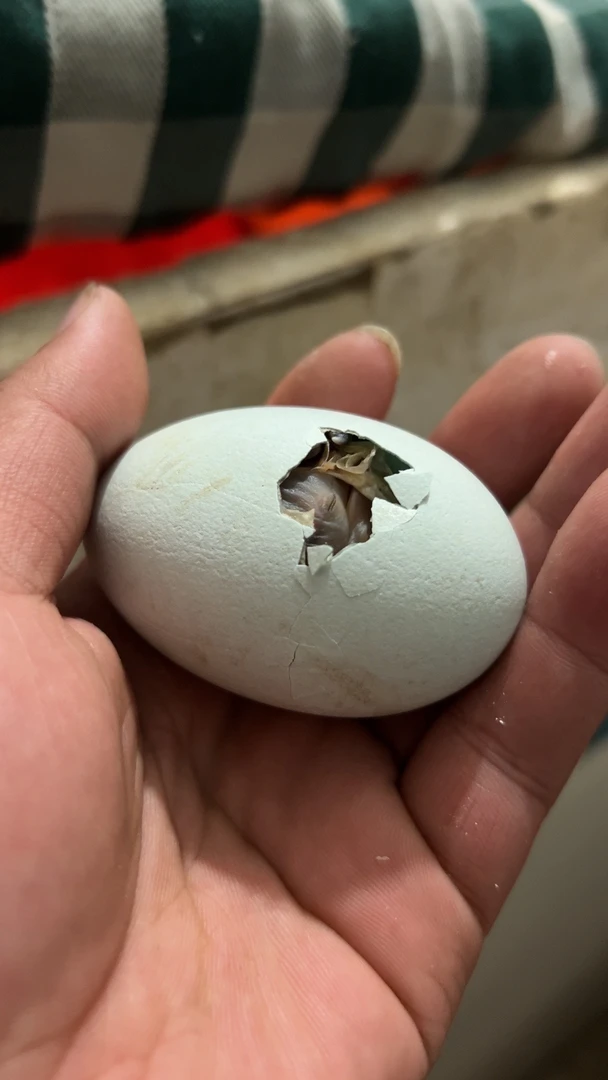 鱼鹰鸬鹚蛋受精蛋
