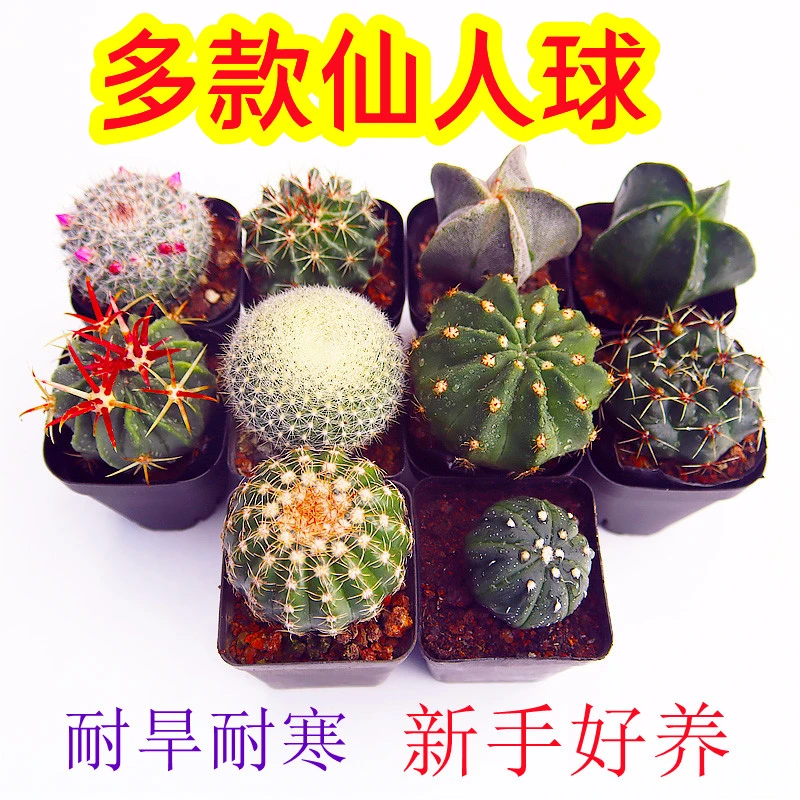 短毛丸绯花玉翁多肉植物开花仙人球仙人掌花卉办公室盆栽阳台绿植