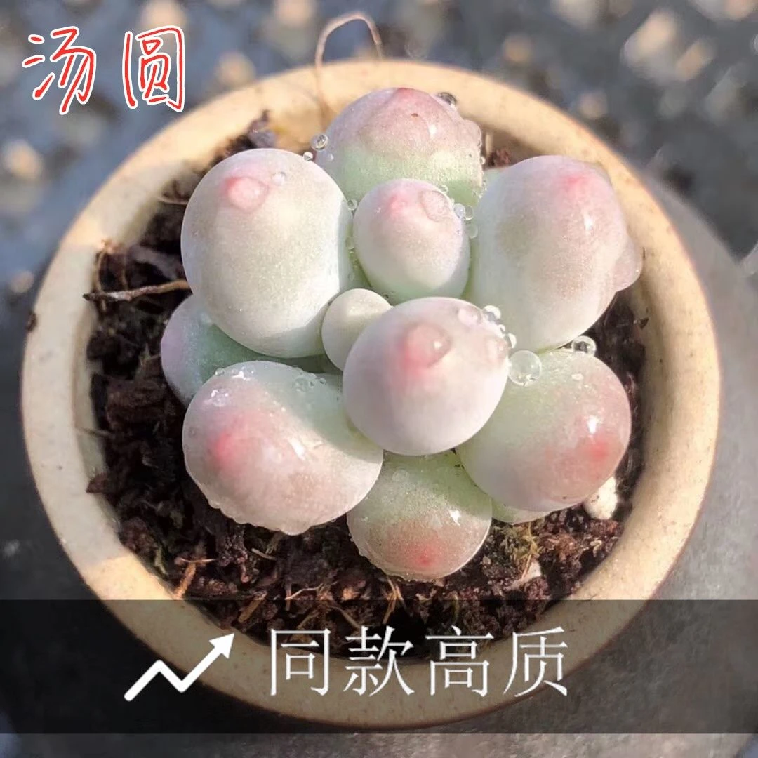 汤圆多肉植物奶酪婴儿手指桃蛋室内桌面绿植盆栽【全场满9.9包邮】