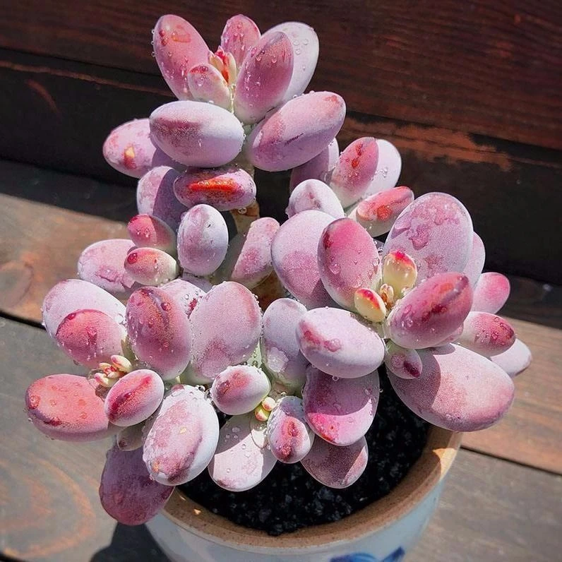 乒乓福娘多肉植物 巧克力线老桩阳台桌面盆栽花卉绿植 办公室盆栽