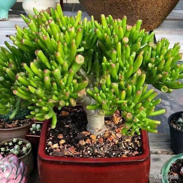 吸财树多肉植物招财猫发财树阳台花卉绿植盆栽【全场满9.9元包邮】