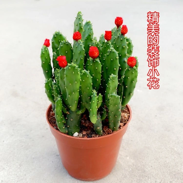 摇钱树多肉植物 发财树万重山仙人掌桌面绿植花卉【全场满9.9包邮】