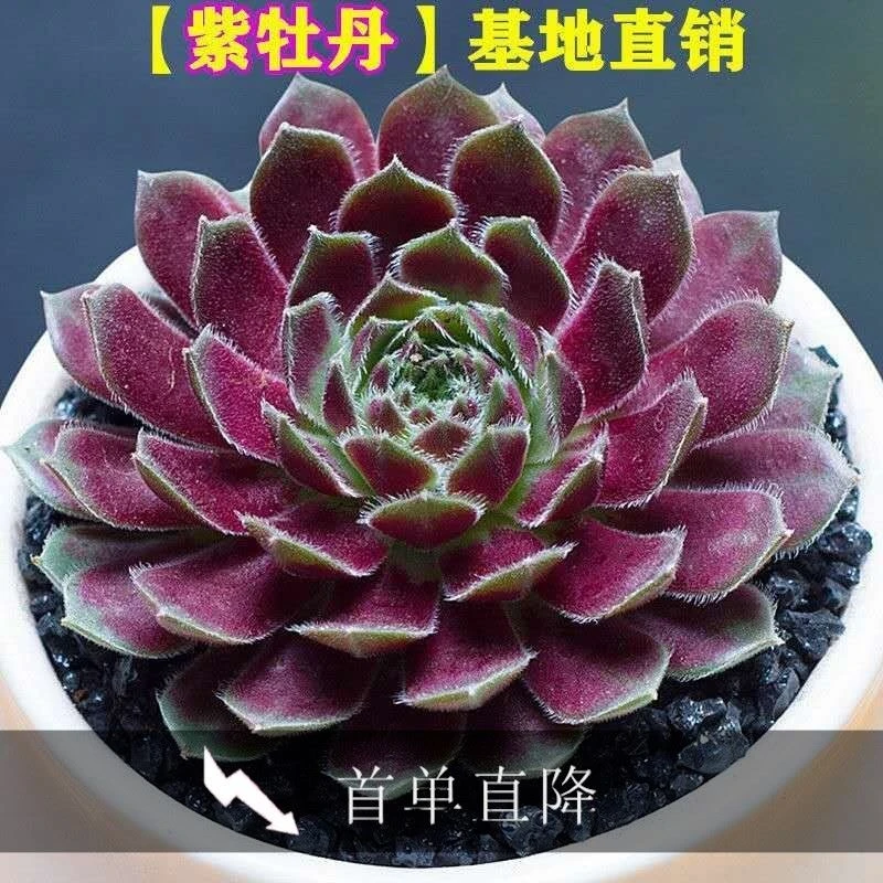 紫牡丹紫色多肉植物 观音莲阳台好养肉肉阳台盆栽【全场满9.9包邮】