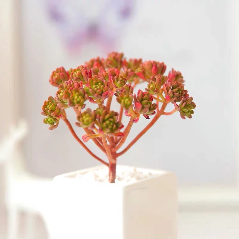 日本小松小人祭多肉植物花卉多头带根古树造型捧花养成易老桩