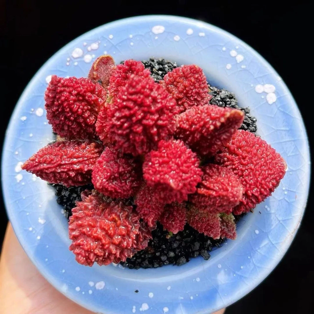 水泡多肉植物 稀有贵货进口朱子玉办公室小盆栽【全场满9.9元包邮】