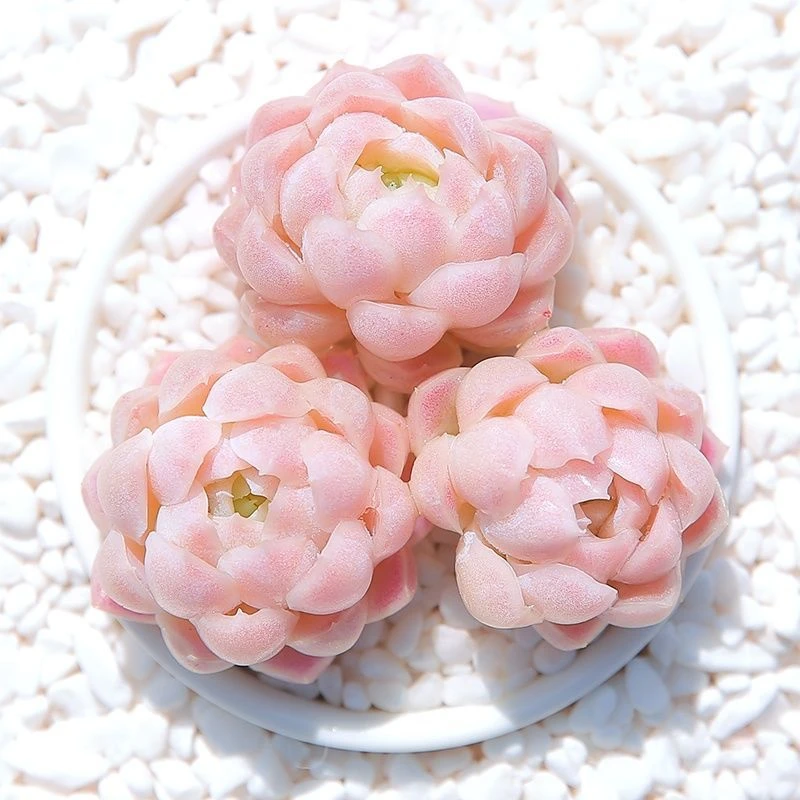 阿尔巴白月影女王奶油多肉植物 多头群生肉肉盆栽【全场满9.9包邮】