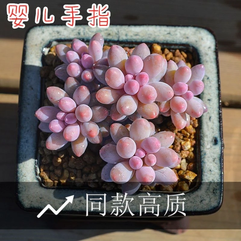婴儿手指多肉植物 多头群生汤圆奶酪肉肉新手盆栽【全场满9.9包邮】