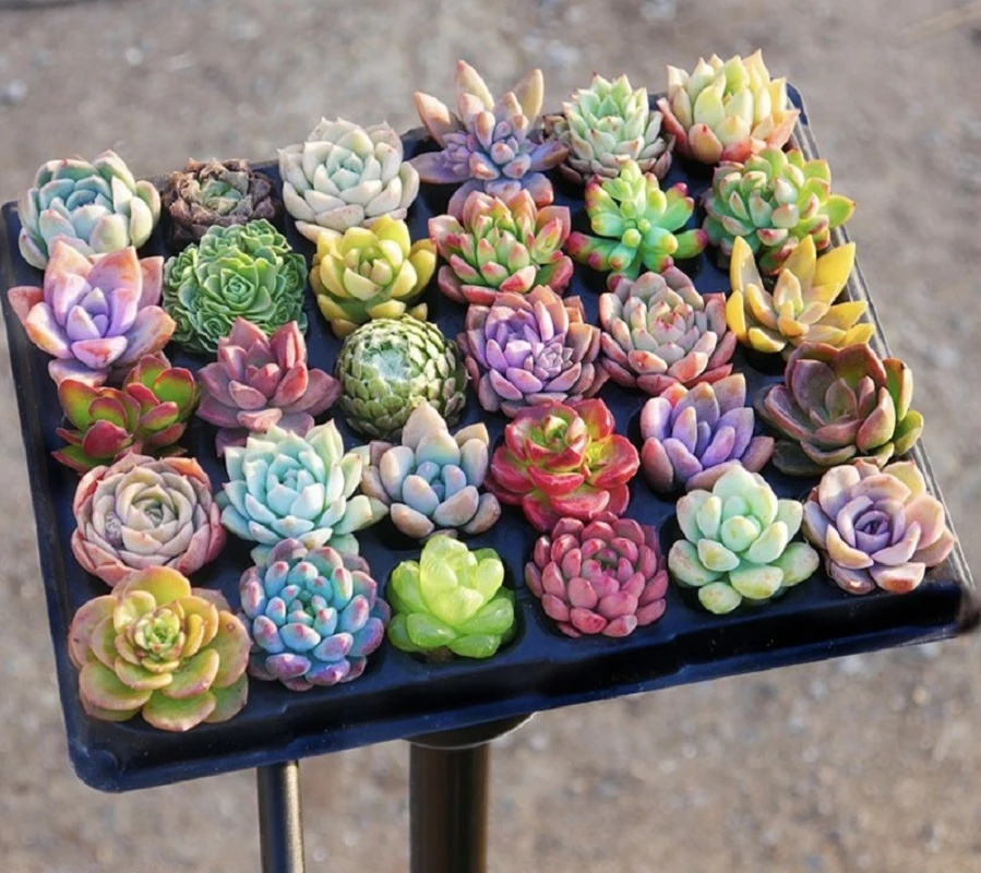 【此链接满9.9发货】桃蛋汤圆奶酪玉露多款多肉小苗【全场满9.9包邮】