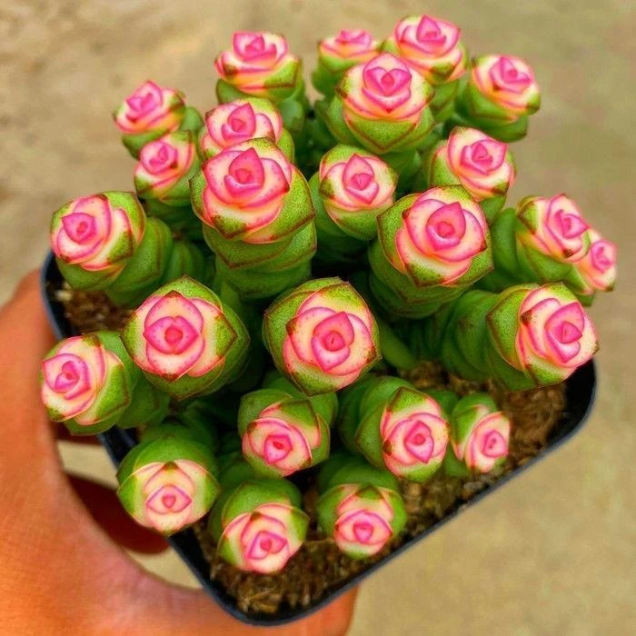彩色钱串多肉植物群生多头钱串新手肉肉阳台花卉【全场满9.9包邮】