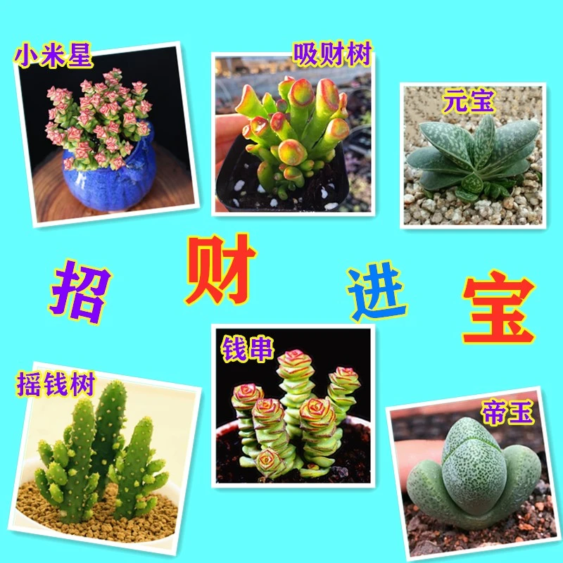 吸财树多肉植物 元宝帝玉钱串招财进宝办公室盆栽【全场满9.9包邮】