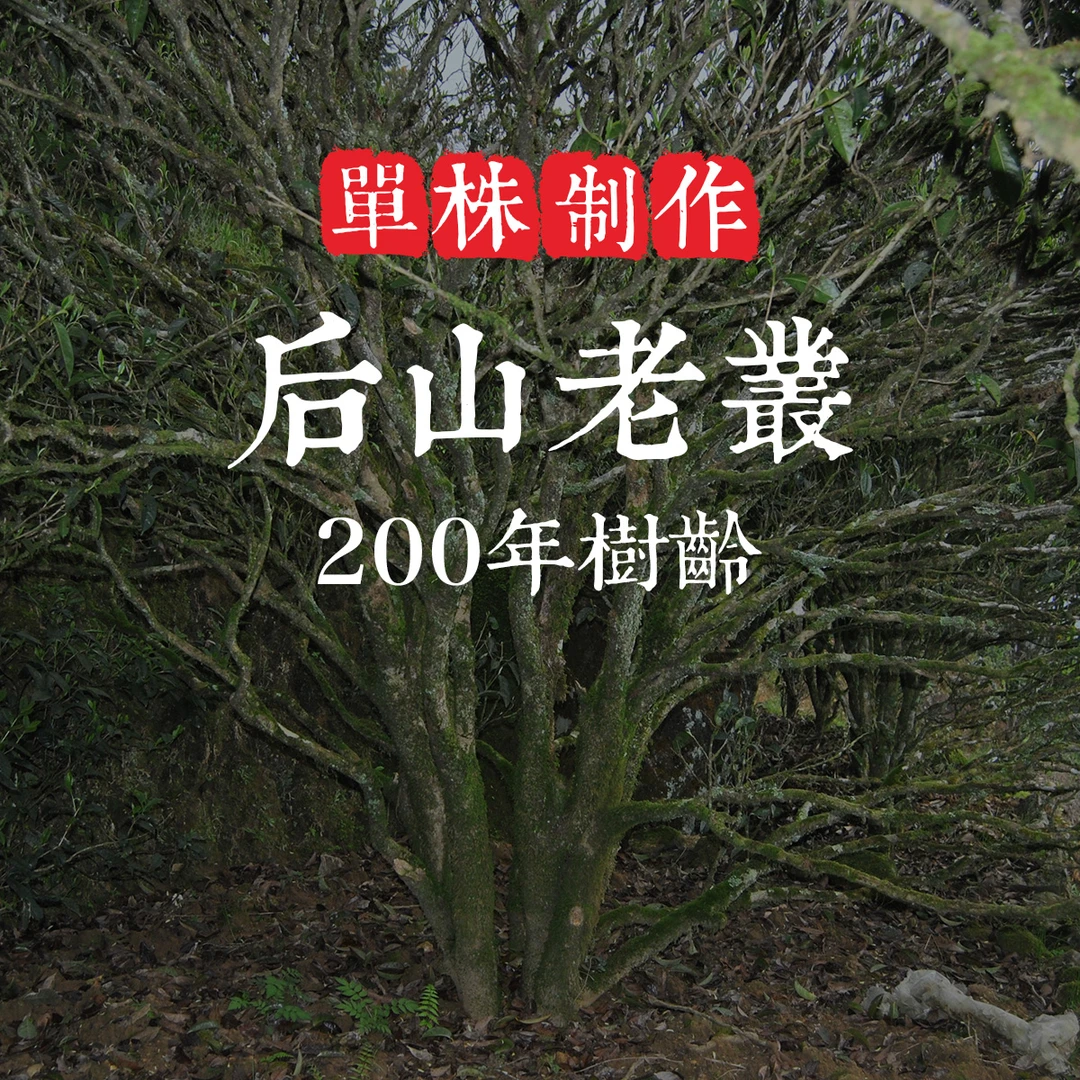 狮头脚【后山老丛】单株潮州凤凰单丛茶叶乌岽单丛凤凰单枞茶叶耐泡