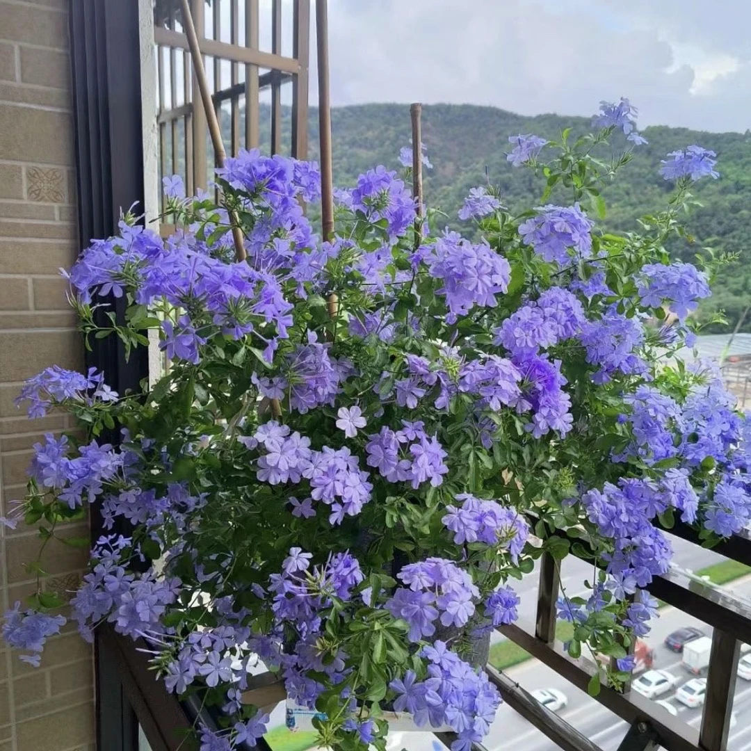 蓝雪花植物盆栽阳台庭院绿植盆景花期长蓝色室外易爆盆耐热花园