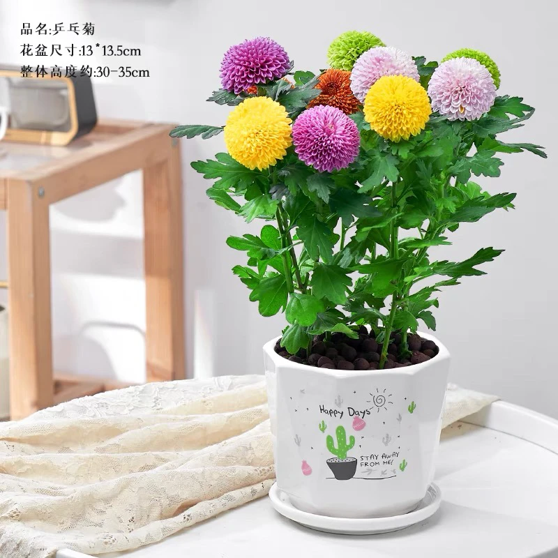 彩色乒乓菊花卉盆栽