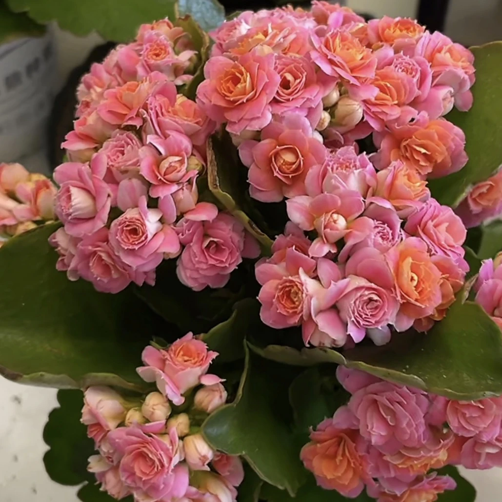 奶油玫瑰四季开花原盆原土带花苞发货（11cm盆径）