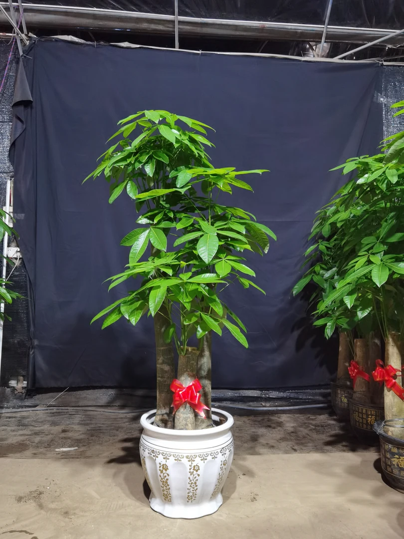 陶瓷盆步步高发财树盆栽