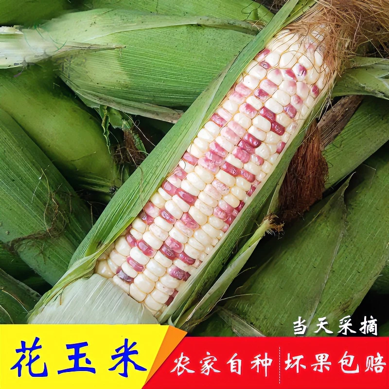【花美人】农家自种新鲜现采花玉米甜糯玉米