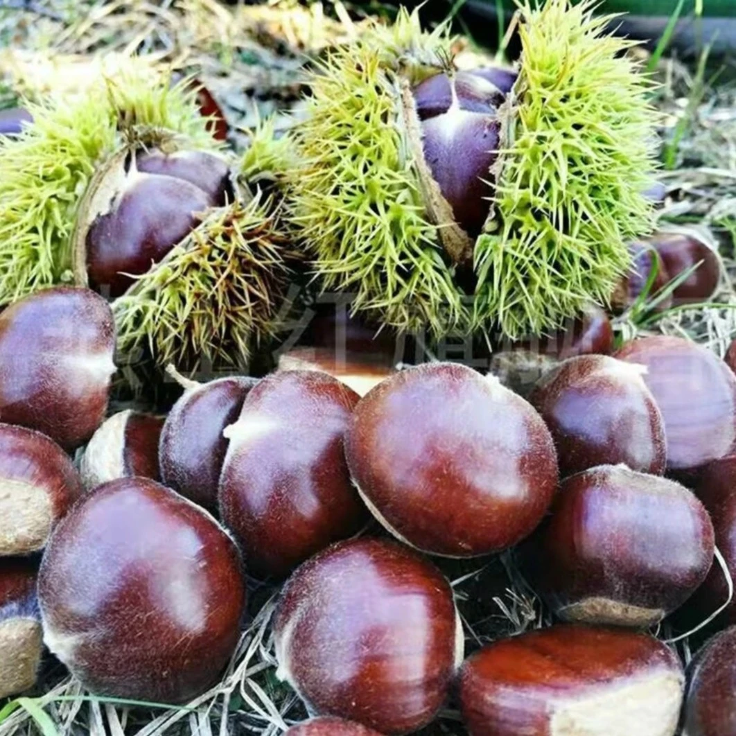 果王 神农架高山老树板栗2025新鲜头茬 生吃脆 甜熟吃粉面