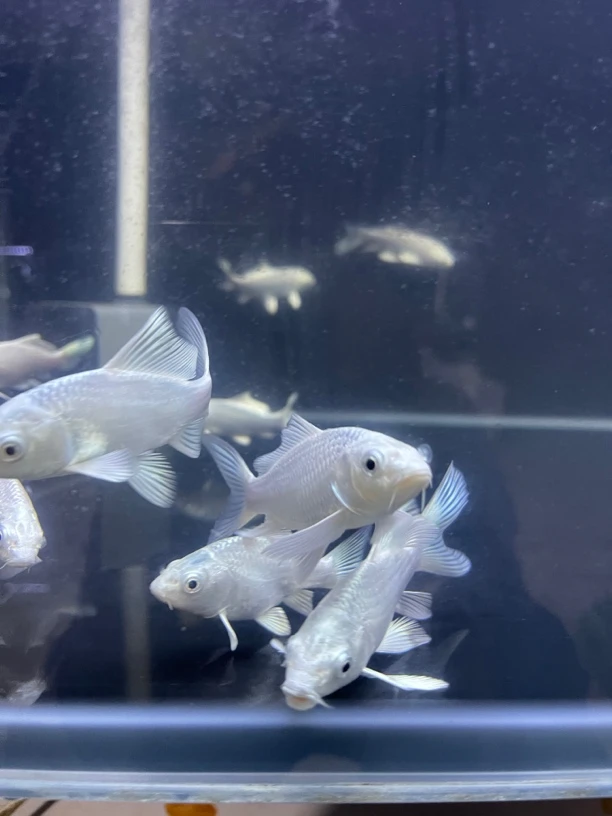 台湾蝴蝶鲤小普身