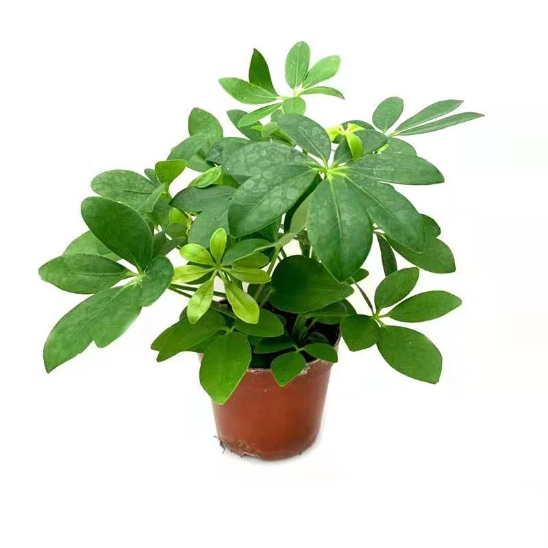 老鸦柿盆景素材，可以客厅 书房庭院种植