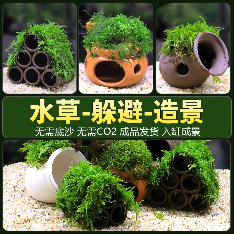 鱼缸造景莫斯小缸专用水草鱼虾躲避屋慈鲷罐水晶虾窝繁殖罐虾罐