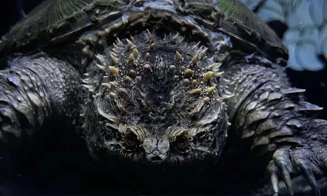 直播精选 人工养殖纯佛鳄龟爬宠