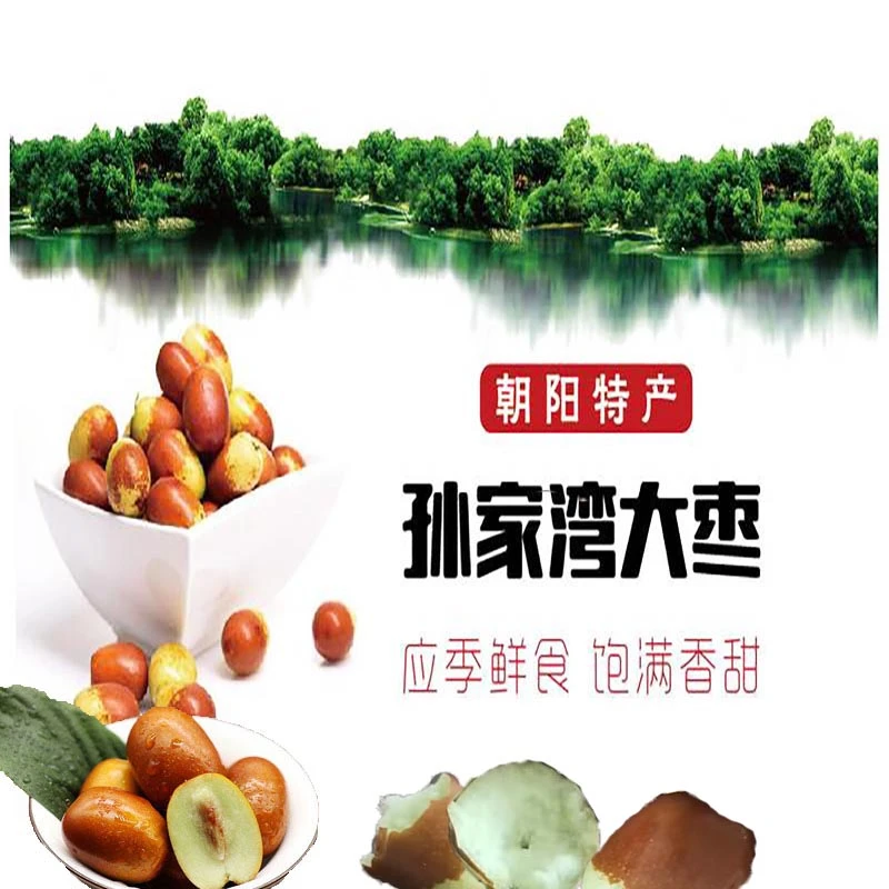 朝阳优质大枣孙家湾新鲜现摘现发鲜枣水果当季脆枣应季甜酸枣3