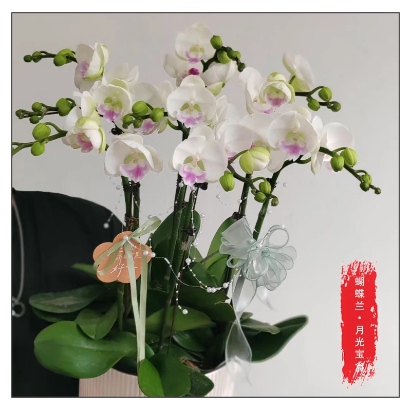 蝴蝶兰【月光宝盒】花苗带花带花苞桌面盆栽室内盆栽客厅盆栽