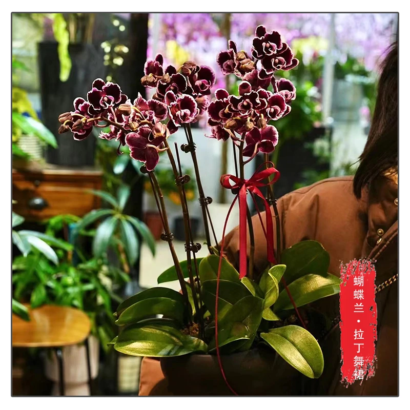 蝴蝶兰【拉丁舞裙】花苗带花带花苞桌面盆栽室内盆栽客厅盆栽