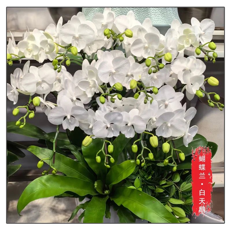 蝴蝶兰【白天鹅】花苗带花带花苞桌面盆栽室内盆栽客厅盆栽