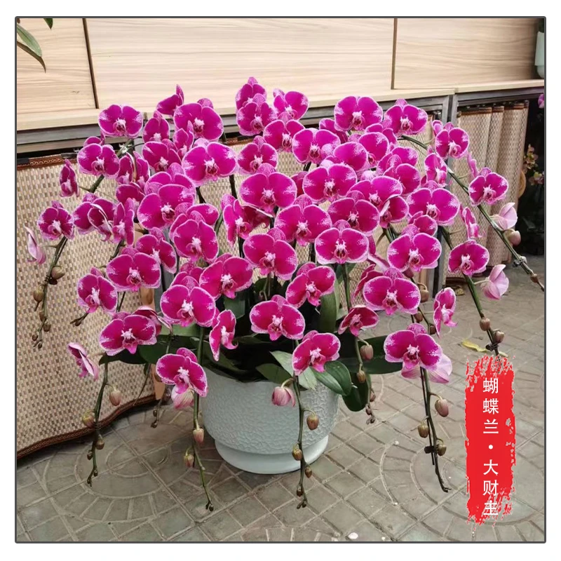 蝴蝶兰【大财主】花苗带花带花苞桌面盆栽室内盆栽客厅盆栽