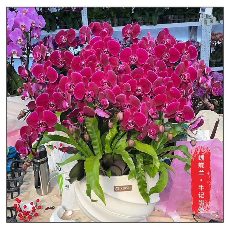 蝴蝶兰【牛记黑脸】花苗带花带花苞桌面盆栽室内盆栽客厅盆栽