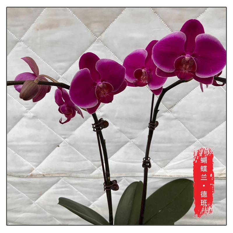 蝴蝶兰【德班】花苗带花带花苞桌面盆栽室内盆栽客厅盆栽