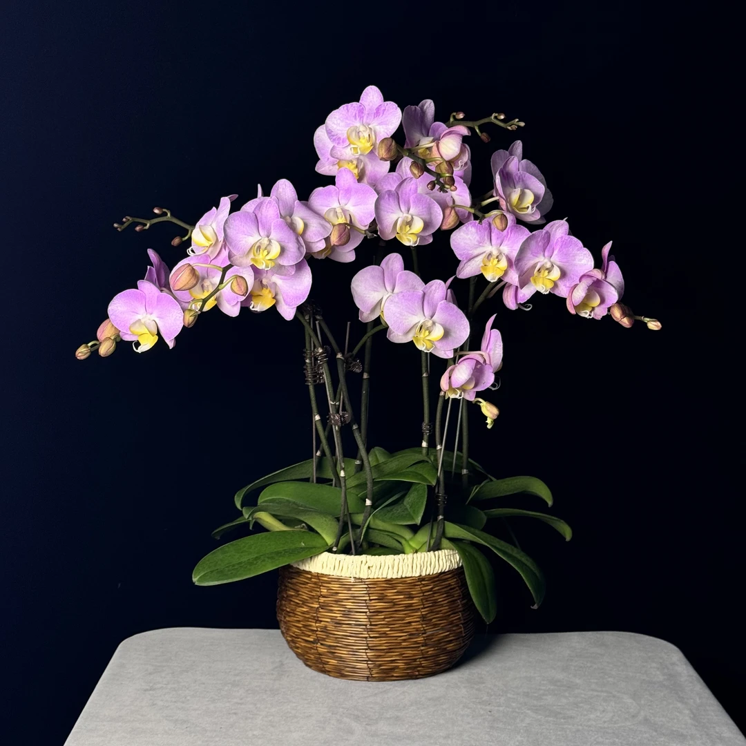 【彩霞】大花型欧品耐开耐摆蝴蝶兰带花带花苞盆栽粉色