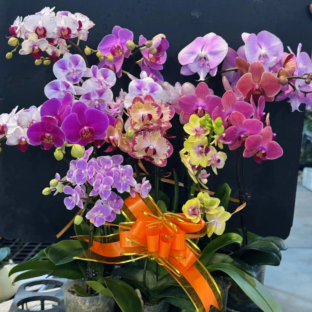 随机开花株一颗