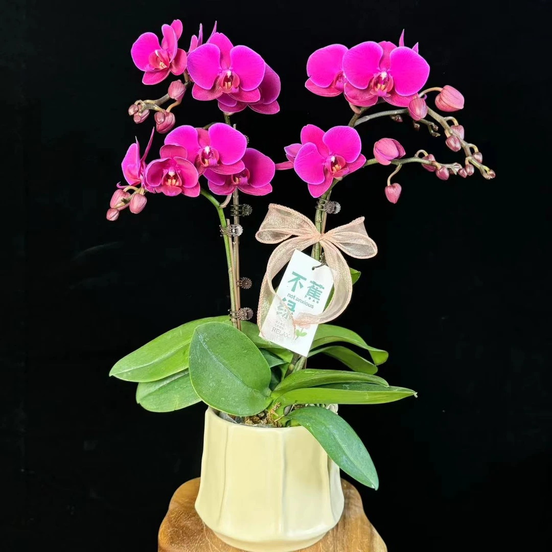 【黑玫瑰】黑紫红色蝴蝶兰带花带花苞组盆盆栽