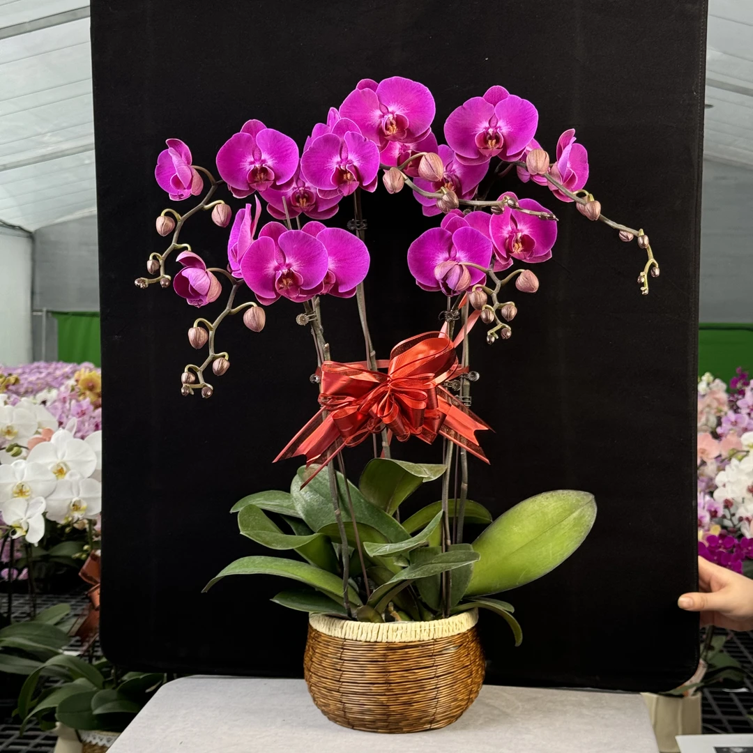 【绅士】大花型组盆欧品耐开耐摆蝴蝶兰带花带花苞盆栽粉色